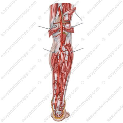 Латеральная нижняя коленная артерия (a. inferior lateralis genus)